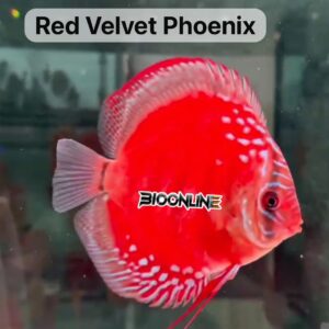 Red Velvet Phoenix