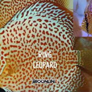 Ring Leopard