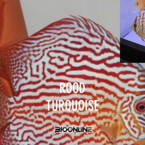 Rood Turquoise