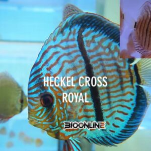 Royal Heckel