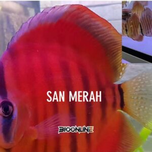 San Merah