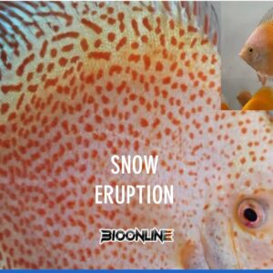 Snow Eruption