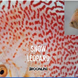 Snow Leopard