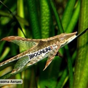 Sturisoma
