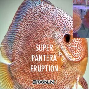 Super Pantera Eruption