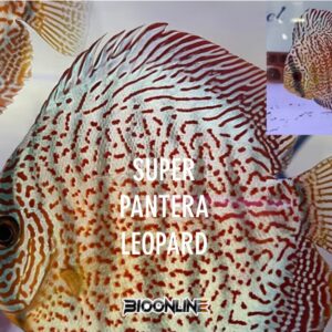 Super Pantera Leopard