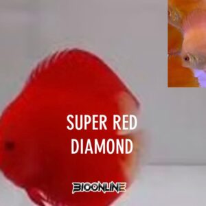 Super Red Diamand