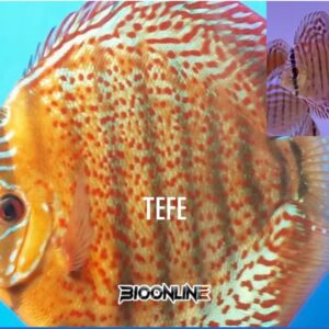 Tefe