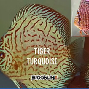Tiger Turquoise