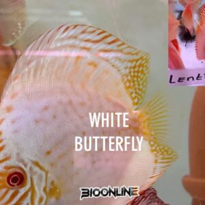 White Butterfly