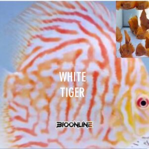 White Tiger