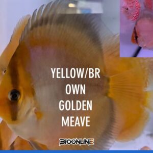 Yellow Golden Meave
