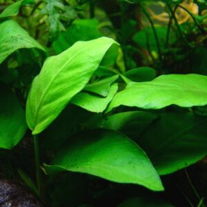 Anubias barteri de hoja grande en acuario