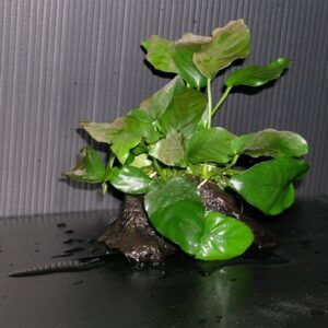 Anubias barteri var. nana sobre madera