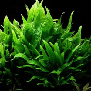 Helecho de Java Microsorium pteropus en acuario
