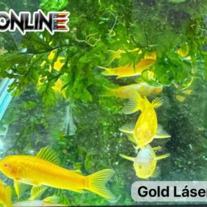 Corydoras CW010 Gold Láser Albino, foto real de Bioonline