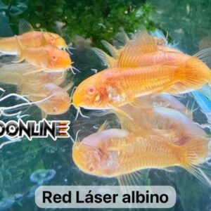 Corydoras CW010 Red Láser Albino, foto real de Bioonline
